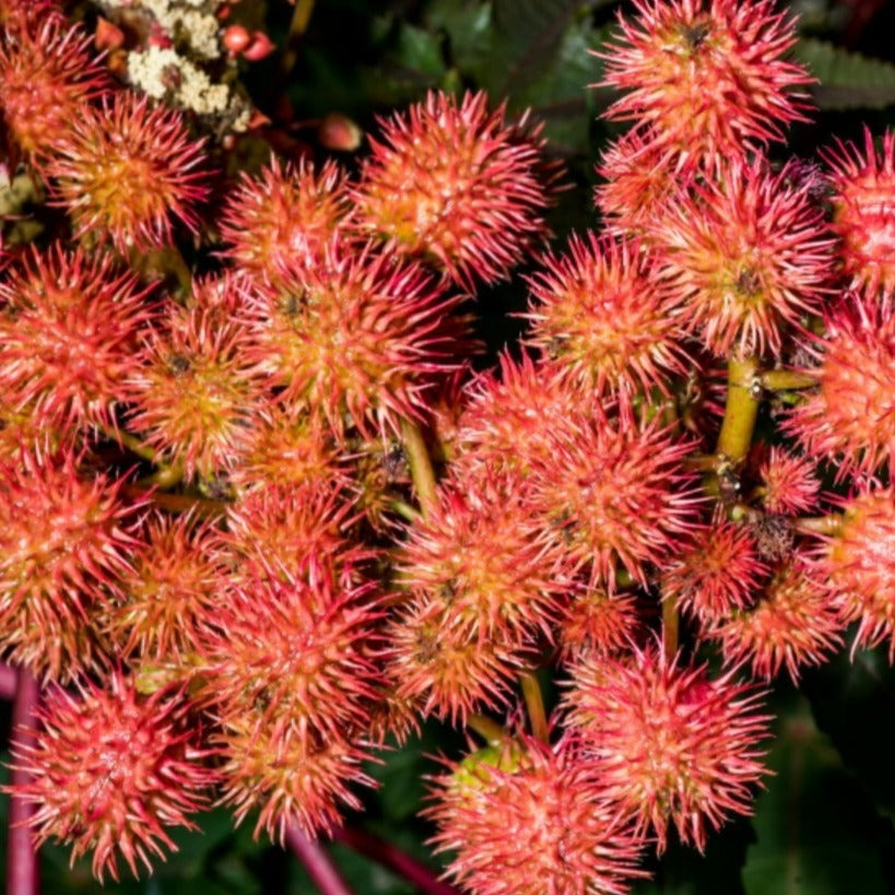 Close-up of fresh castor used in natural skincare oil production