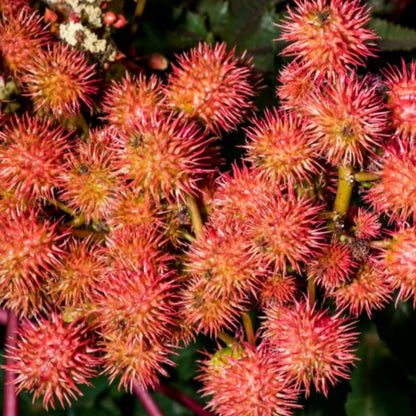 Close-up of fresh castor used in natural skincare oil production