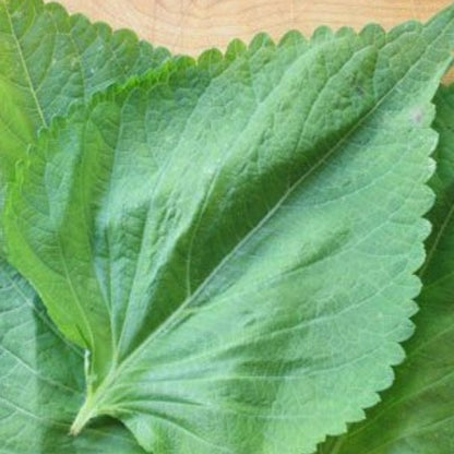 Close-up of fresh perilla leaves used in natural skincare oil production