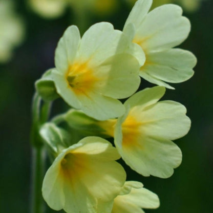 Close-up of fresh evening primrose flowers used in natural facial oil production