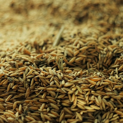 Close-up of rice grains used in natural rice bran oil