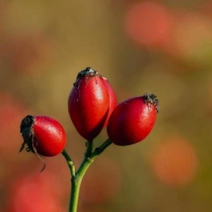 Close-up of fresh rosehip used in natural skincare oil production