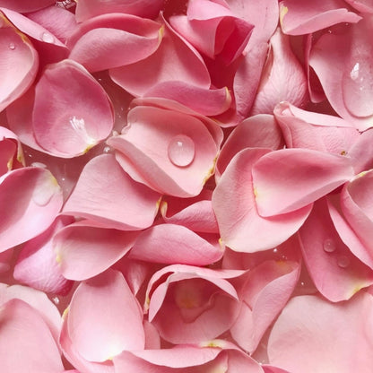 Close-up of fresh rose petals used in natural skincare oil production